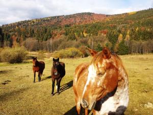 three horses running in a field with a mountain in the background at Ski Lake Cottage Krpáčovo in Krpacovo