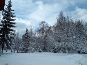 un gruppo di alberi ricoperti di neve su un campo di Pensiunea Alpin a Bran