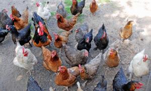 eine Gruppe von Hühnern, die auf dem Boden stehen in der Unterkunft Ferienwohnungen an der Hagenschen Wiek auf Rügen in Middelhagen + 67 Fotos