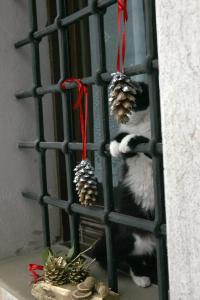 a black and white cat in a cage with christmas decorations at Maison Cassius in Issogne