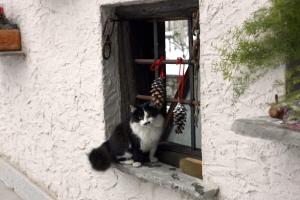 IssogneにあるMaison Cassiusの窓枠に座る白黒猫