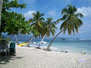 a beach with palm trees and palm trees at Hostel La Ballena Backpacker in Las Galeras