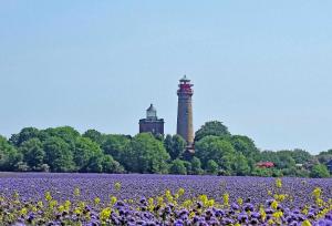 PutgartenにあるFerienwohnung am Kap Arkona RUeG 1の灯台前紫花畑
