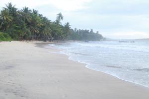 a beach with a row of palm trees and the ocean at Serene Beach Hotel in Dickwella +21 photos