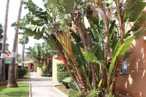 a bunch of palm trees next to a sidewalk at Apartamento Mijares in Chiclana de la Frontera