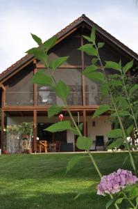 ein Haus mit einem grünen Hof mit einer Pflanze in der Unterkunft Ferienwohnung Klatt-Gallus in Meißenheim