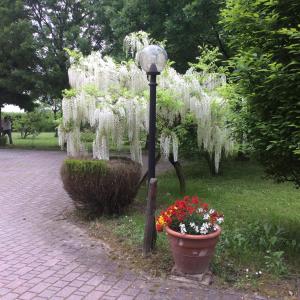 A garden outside La Fenice