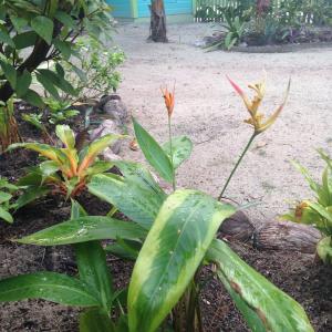 a plant with green leaves in a garden at The Bottle Tree House in Caye Caulker