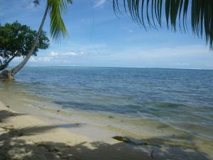 a beach with a palm tree and the ocean at JUSTMOOREA Location Haapiti in Haapiti