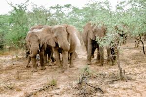 a group of elephants standing in a field at Moditlo River Lodge in Hoedspruit +51 photos