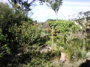 a garden with trees and plants in a field at Forest Cove cottage in Knysna