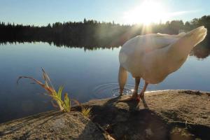 Galeriebild der Unterkunft Hebergement Cerfs-Tifie fermette in Saint-Félix-d'Otis