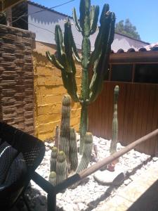 Foto sihtkohas Copiapó asuva majutusasutuse Hostal Cactus Copiapo galeriist