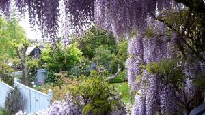 Ein Haufen lila Blumen hängt von einem Baum in der Unterkunft Rose Cottage B&B in Richmond + 14 Fotos