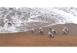 um bando de gaivotas caminhando na praia em Pension Badawa em Gangneung