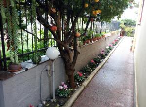 a tree on a sidewalk next to a fence with plants at Green Garden in Pompei