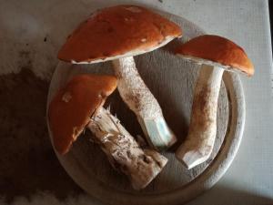 Zdjęcie z galerii obiektu Horní Planá w mieście Horní Planá