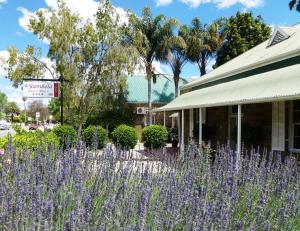 a field of purple flowers in front of a building at @Yamkela Guest House in Oudtshoorn