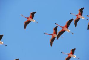 a flock of seagulls flying through the sky at Nayara Alto Atacama in San Pedro de Atacama