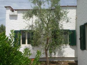 a tree in front of a white building with green shutters at La Marina Bay in Vieste