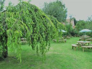 a group of picnic tables and a tree with leaves at The Three Horseshoes in Warham