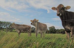 three cows standing in a field behind a fence at The Three Horseshoes in Warham