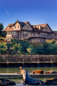 um grupo de vacas deitadas na água em frente a um edifício em Noyo Harbor Inn em Fort Bragg