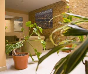 Κήπος έξω από το Montreal Hostal
