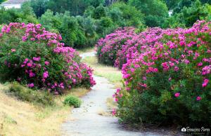A garden outside Casa Isabel