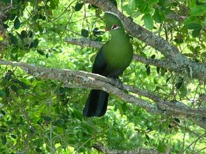 a green bird sitting on a tree branch at Mont Fleur B&B in Wilderness