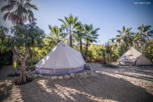 a couple of tents on a beach with palm trees at Todos Santos Hostel super fast and stable satellite wifi in Todos Santos