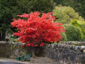 a red tree in front of a stone wall at Poppies Hotel in Callander