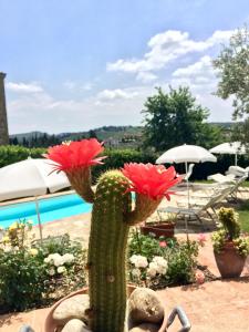 The swimming pool at or close to La Compagnia del Chianti