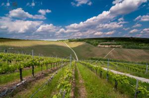 an aerial view of a vineyard in a field at Reitz Vendégház in Villány