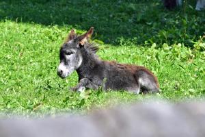 Foto sihtkohas Brixen asuva majutusasutuse Saderhof galeriist