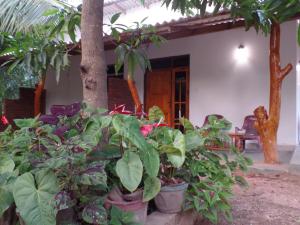 Zahrada ubytování Amaya River Side Homestay