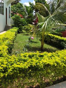 a garden with a palm tree and yellow flowers at Green Turaco in Zanzibar City