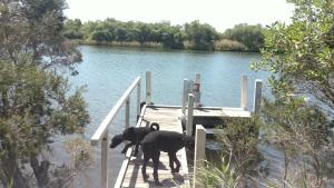 two dogs standing on a dock near the water at River Cottage Eagle Point in Eagle Point