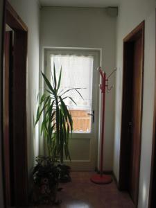 a plant in a room with a window at B&B Rosalpina in Vigo di Fassa