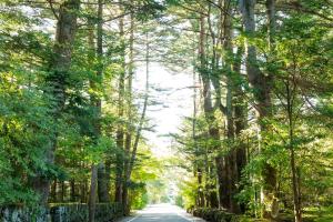 een weg door een bos met bomen bij Hotel Karuizawa Elegance in Karuizawa