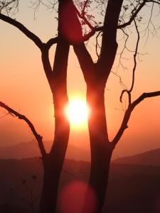 a bird perched on top of a tree at sunset at Madrugada in Umtali