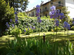 Une bande de fleurs violettes dans une cour dans l'établissement Hotel Italia Abbadia, à Abbadia San Salvatore