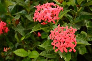 Um jardim no exterior de Adonai Hotel Boutique