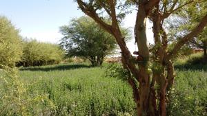 un árbol en medio de un campo de hierba en Cabañas el Chañar, en San Pedro de Atacama
