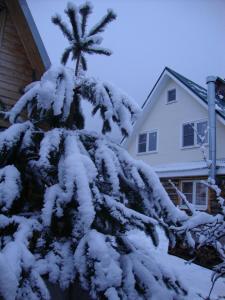オスタシコフにあるSolntse Seligeraの雪に覆われた家の前の松