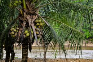 Eine Palme mit einem Haufen grüner Kokosnüsse drauf. in der Unterkunft Lobo Hostel - Rurrenabaque in Rurrenabaque