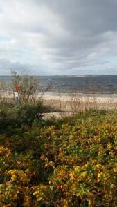 a beach with a field of flowers and a beach at Domek przy plaży in Rewa