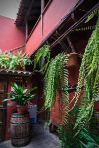 a group of plants in pots next to a red building at Hotel Rural Orotava in La Orotava