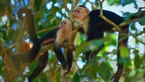 two monkeys are sitting on a tree branch at Jardín de los Monos in Matapalo