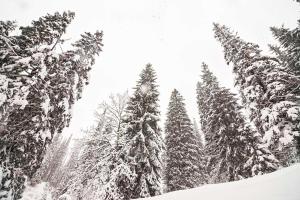 a group of pine trees covered in snow at Янтри in Dragobrat